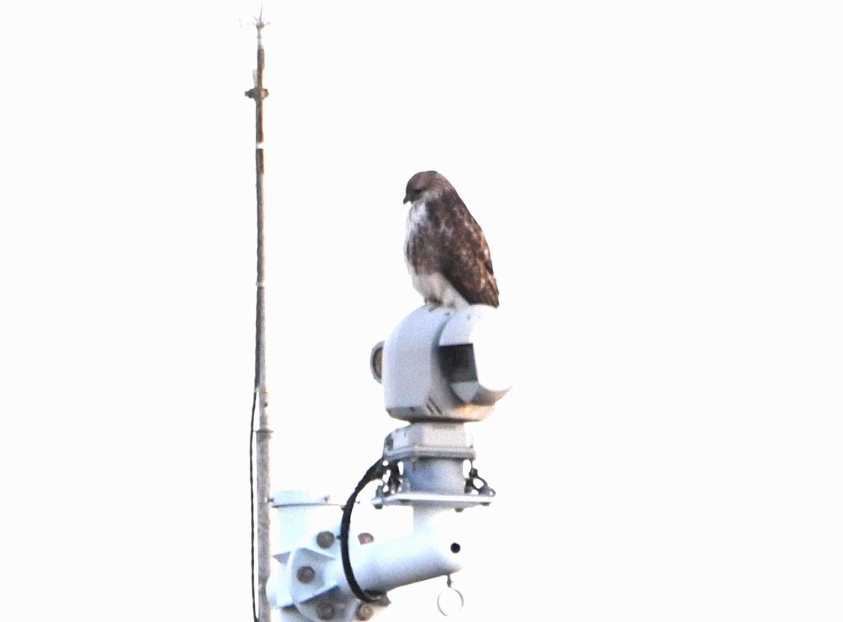 Канюк східний - ML647056901