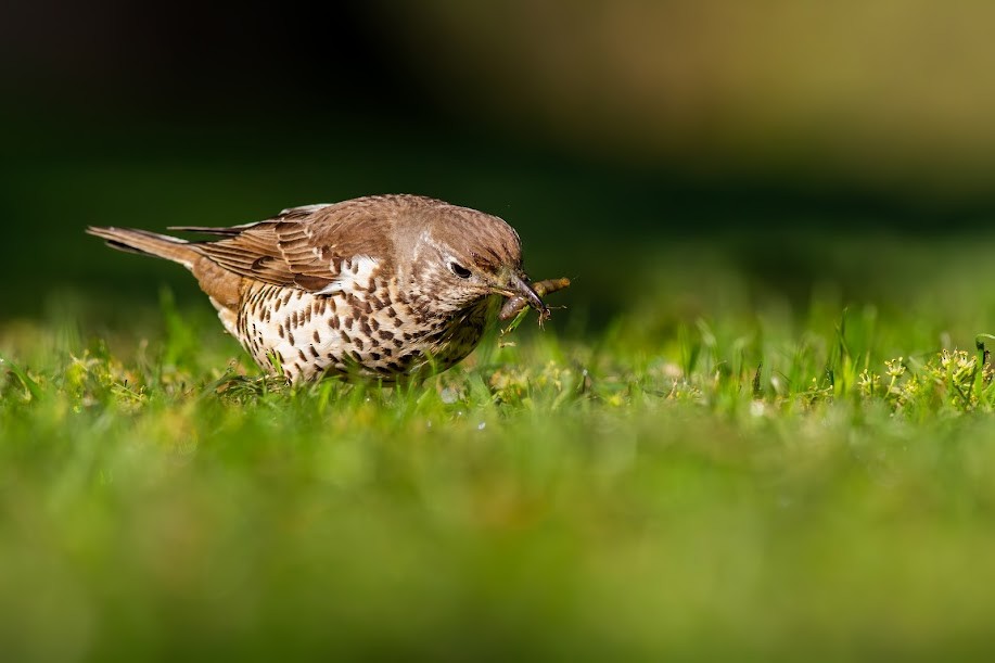 ヤドリギツグミ - ML647056902