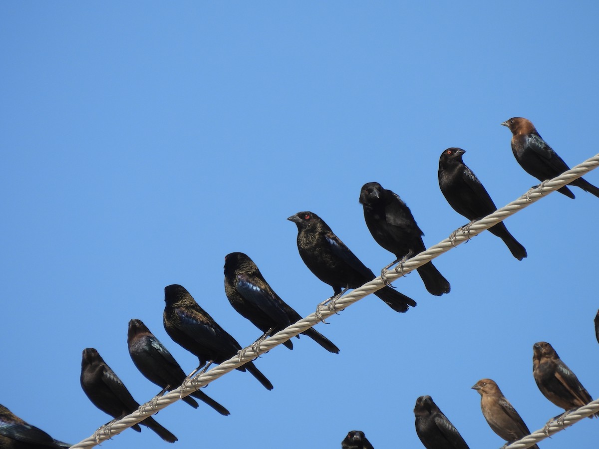 Rotaugen-Kuhstärling - ML647056903