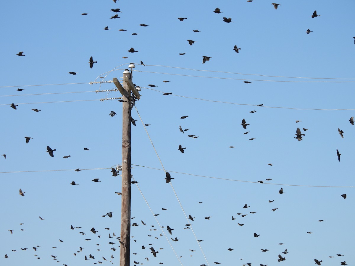 Rotaugen-Kuhstärling - ML647056904