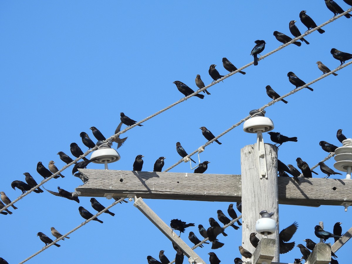 Rotaugen-Kuhstärling - ML647056905