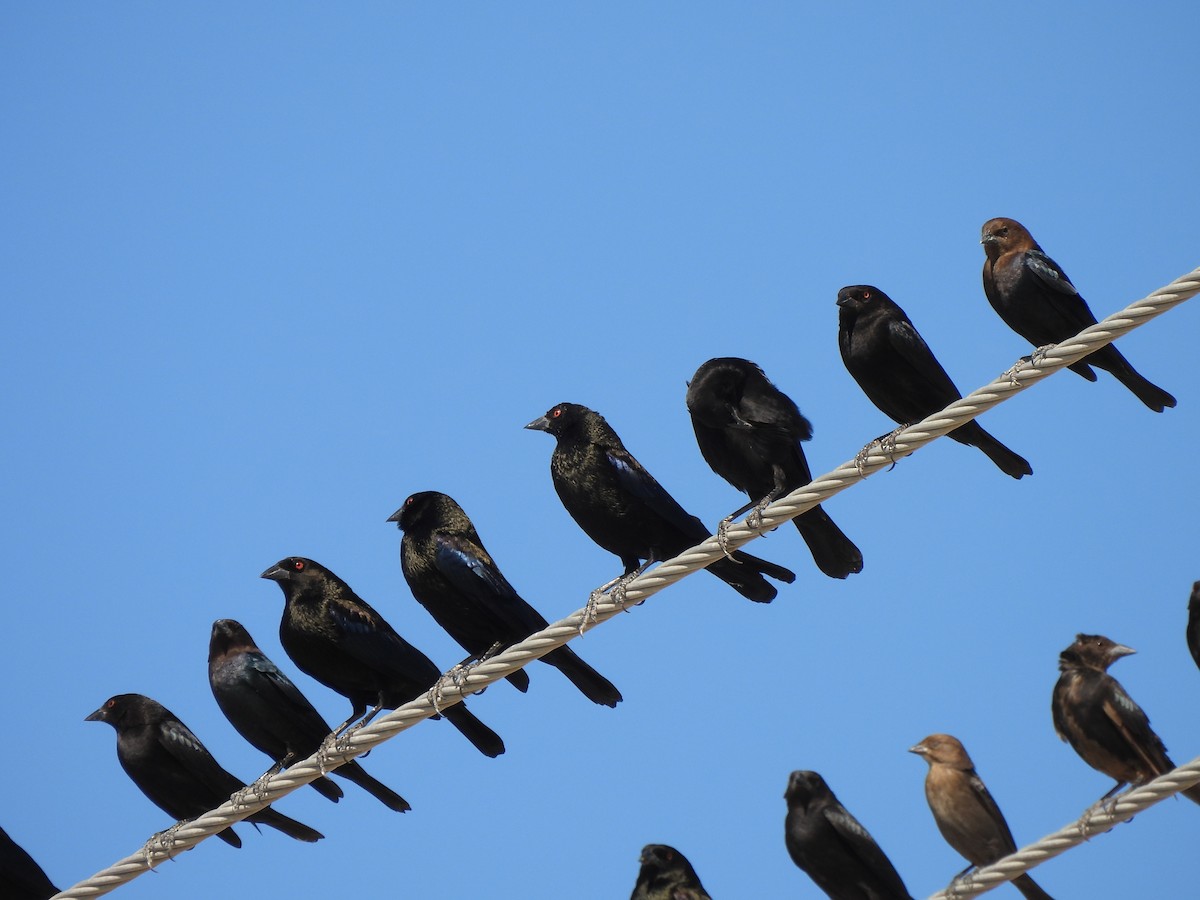 Rotaugen-Kuhstärling - ML647056907