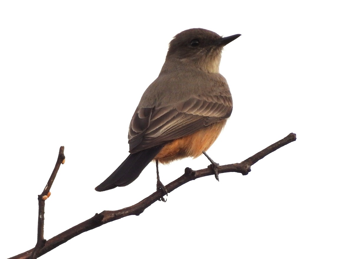 Say's Phoebe - ML647056909
