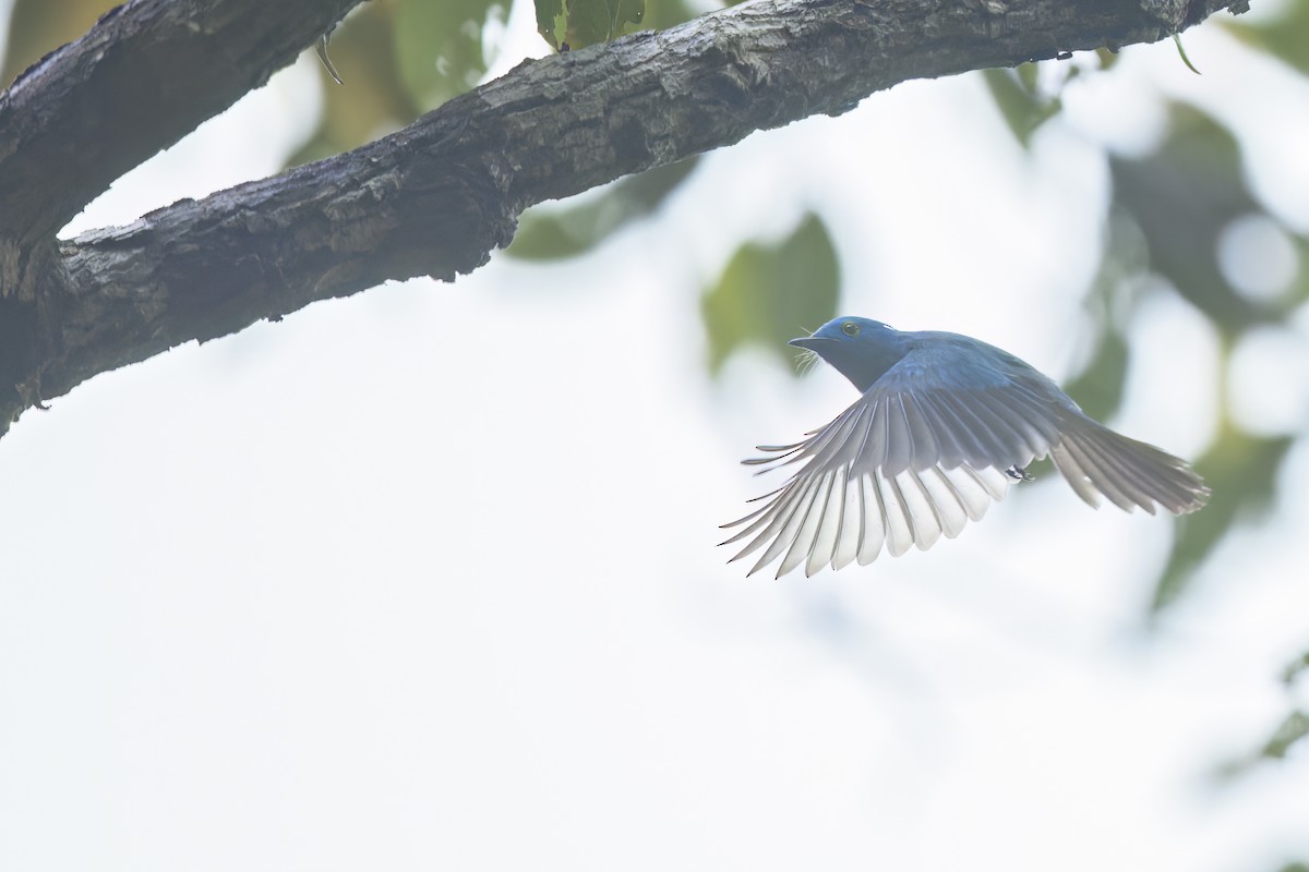 Celestial Monarch - ML647056911