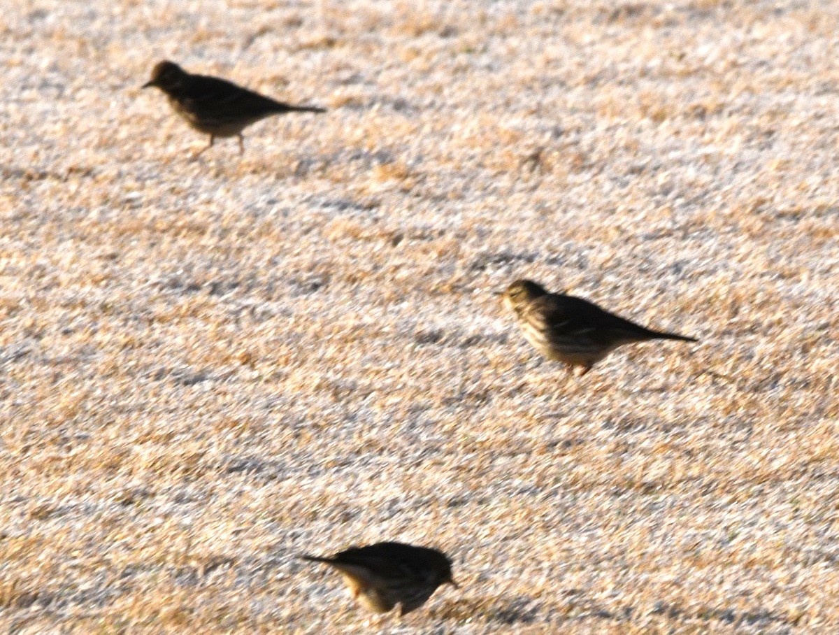 Щеврик японський - ML647056920