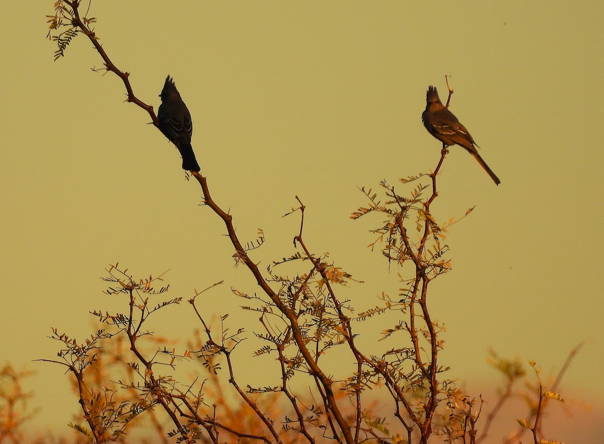 Phainopepla - ML647056924