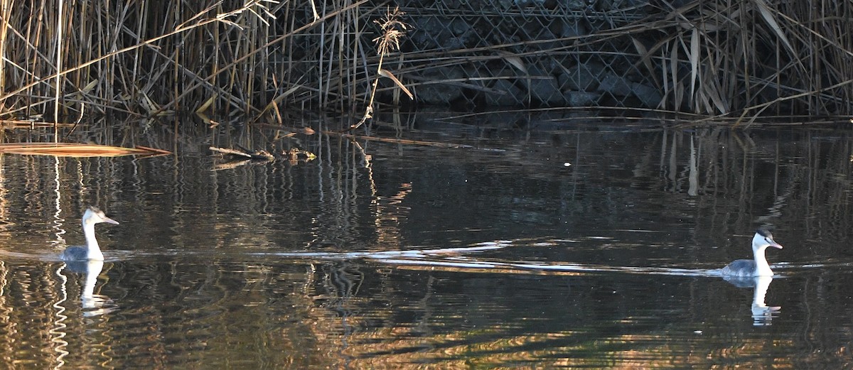 Пірникоза велика - ML647056927