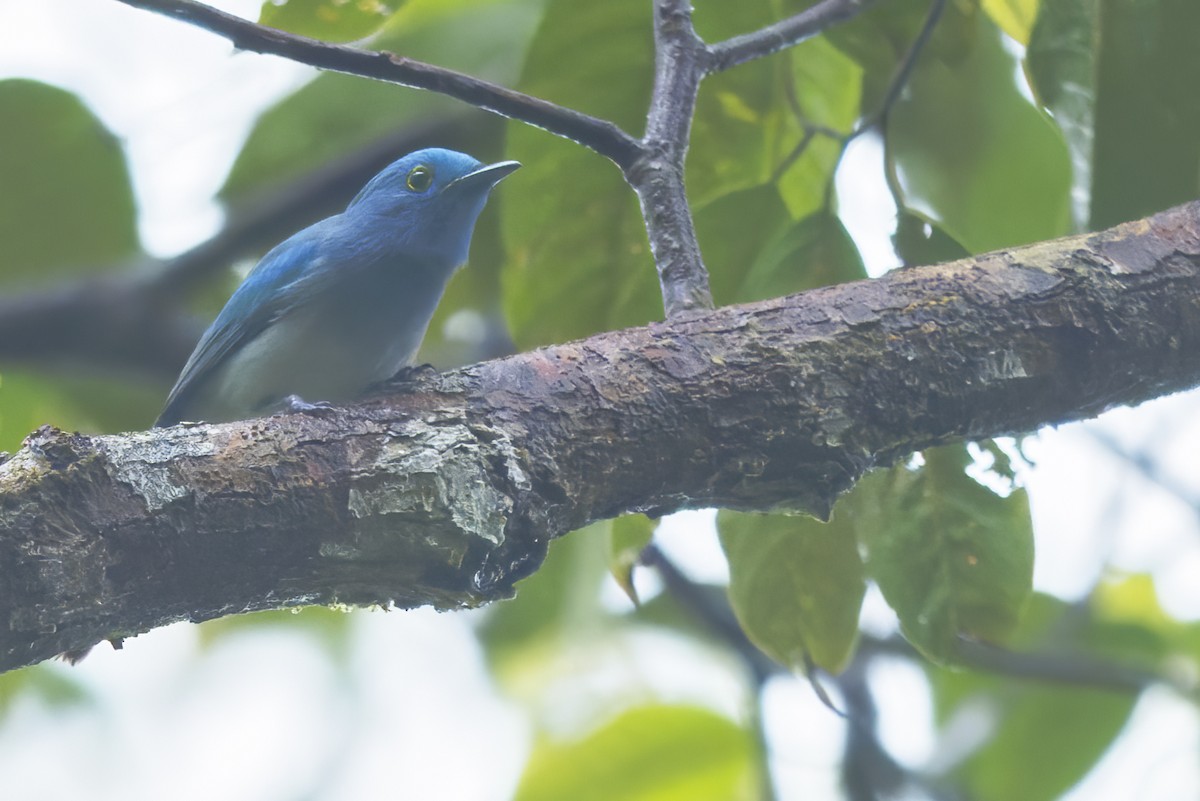 Celestial Monarch - ML647056929