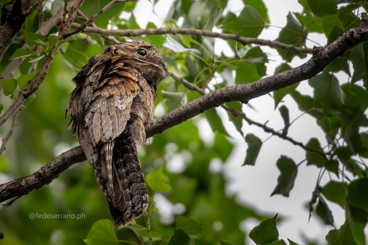 Common Potoo - ML647056933