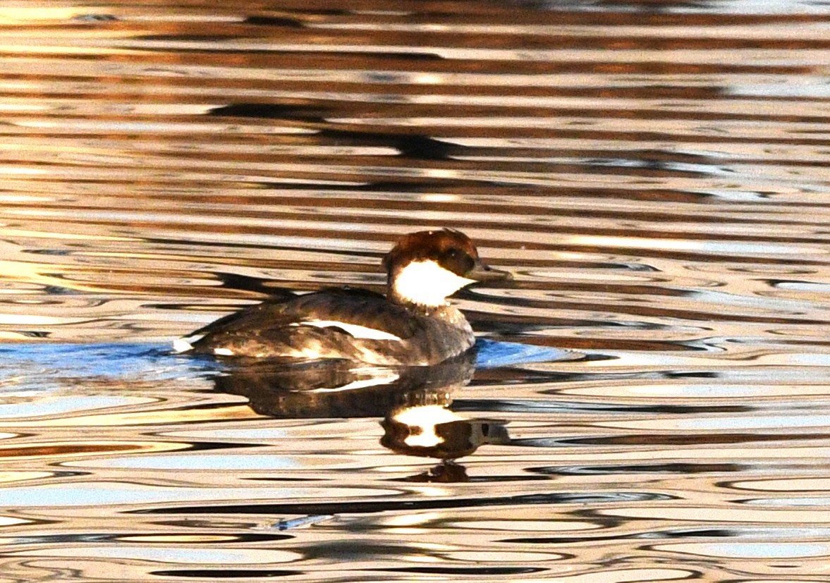 Крех малий - ML647056934