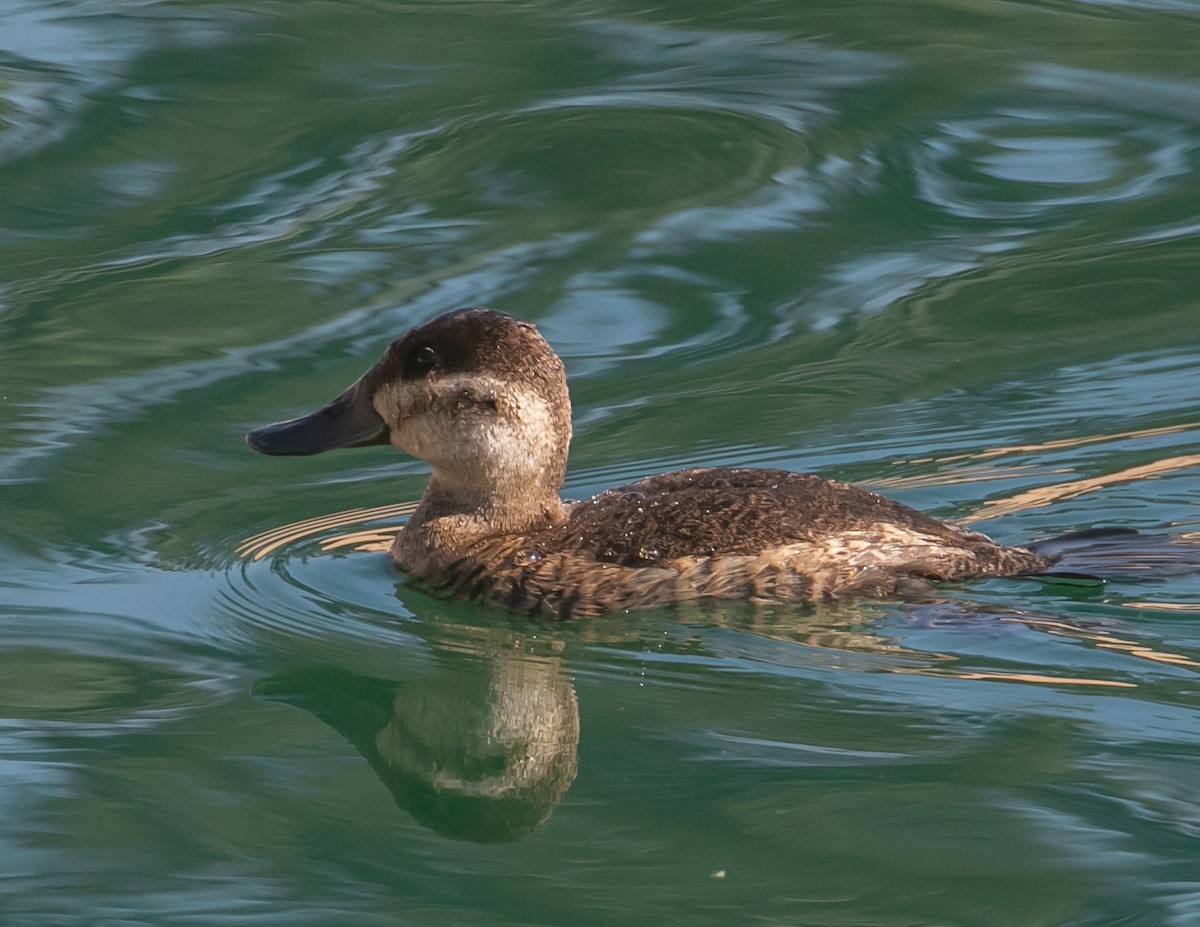 Gobbo della Giamaica - ML647056942