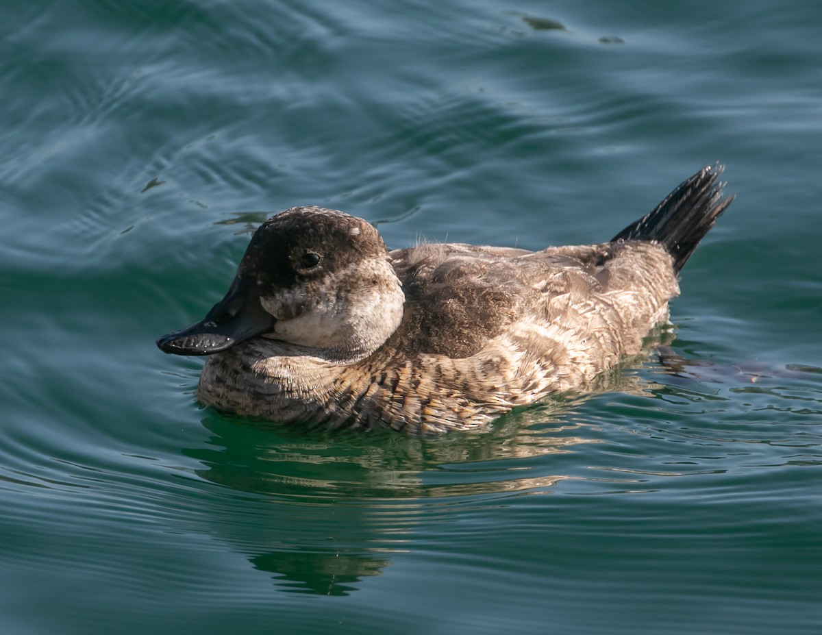 Gobbo della Giamaica - ML647056943