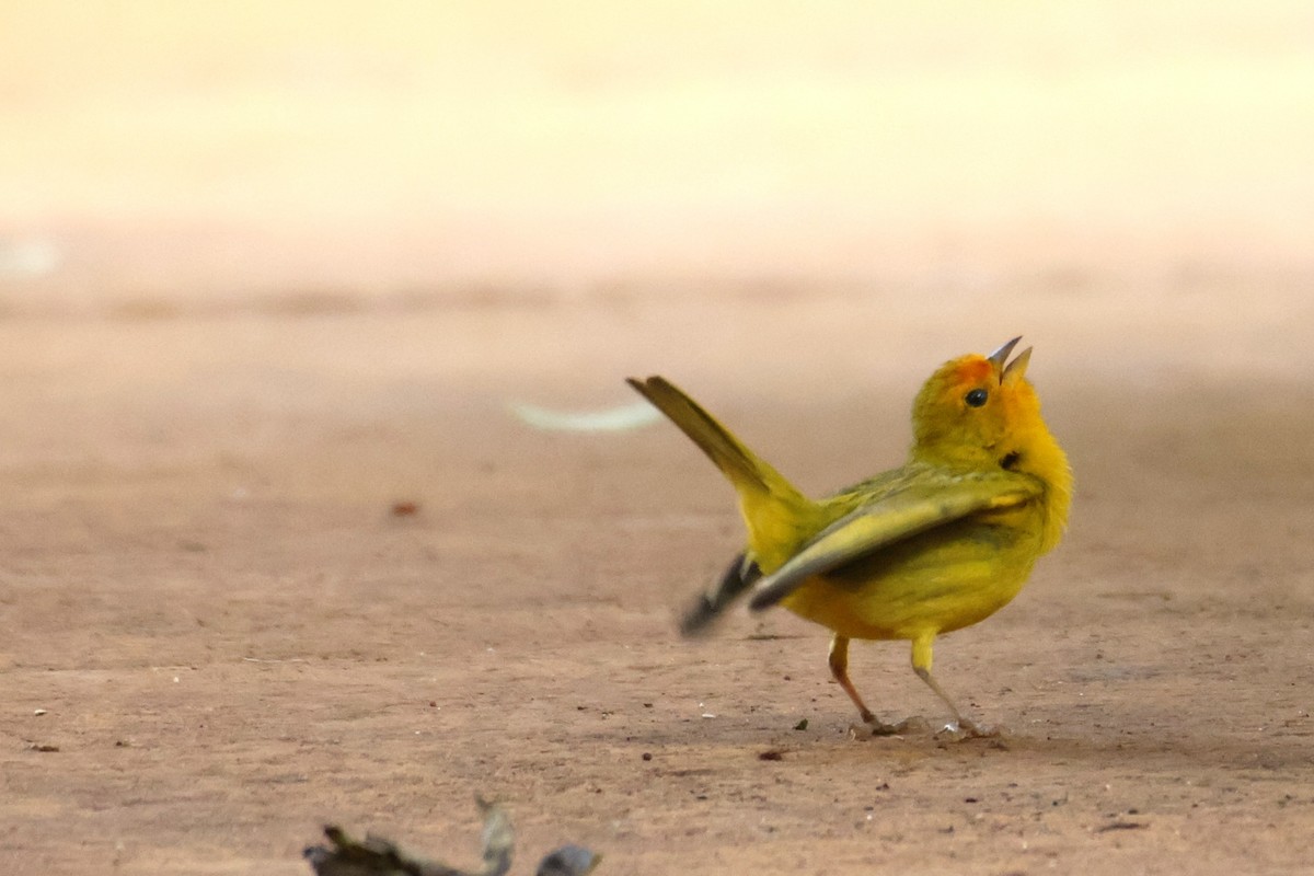 Saffron Finch - ML647056955