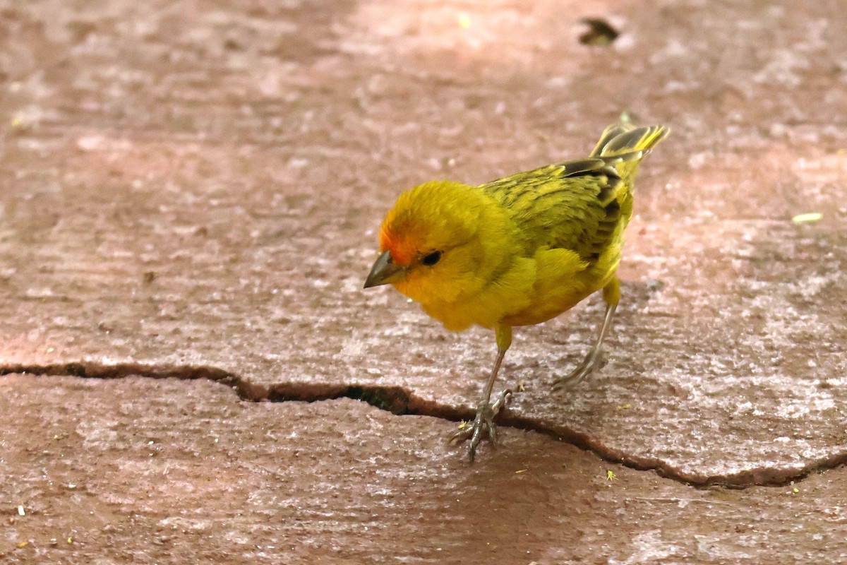 Saffron Finch - ML647056956