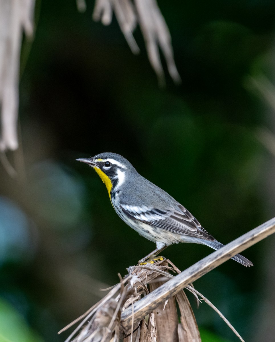Paruline à gorge jaune - ML647056957