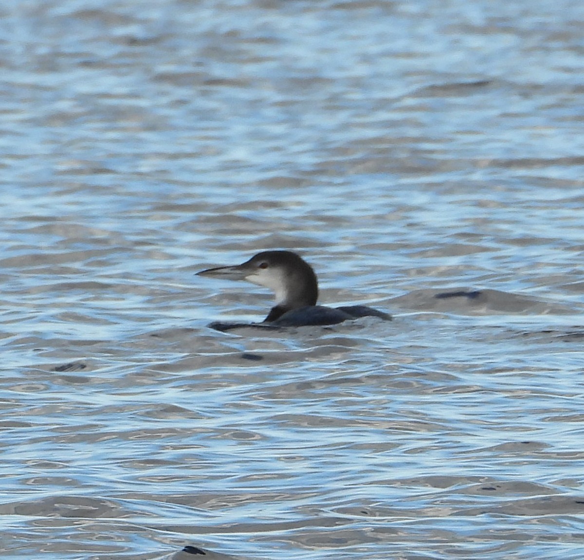 Common Loon - ML647056958
