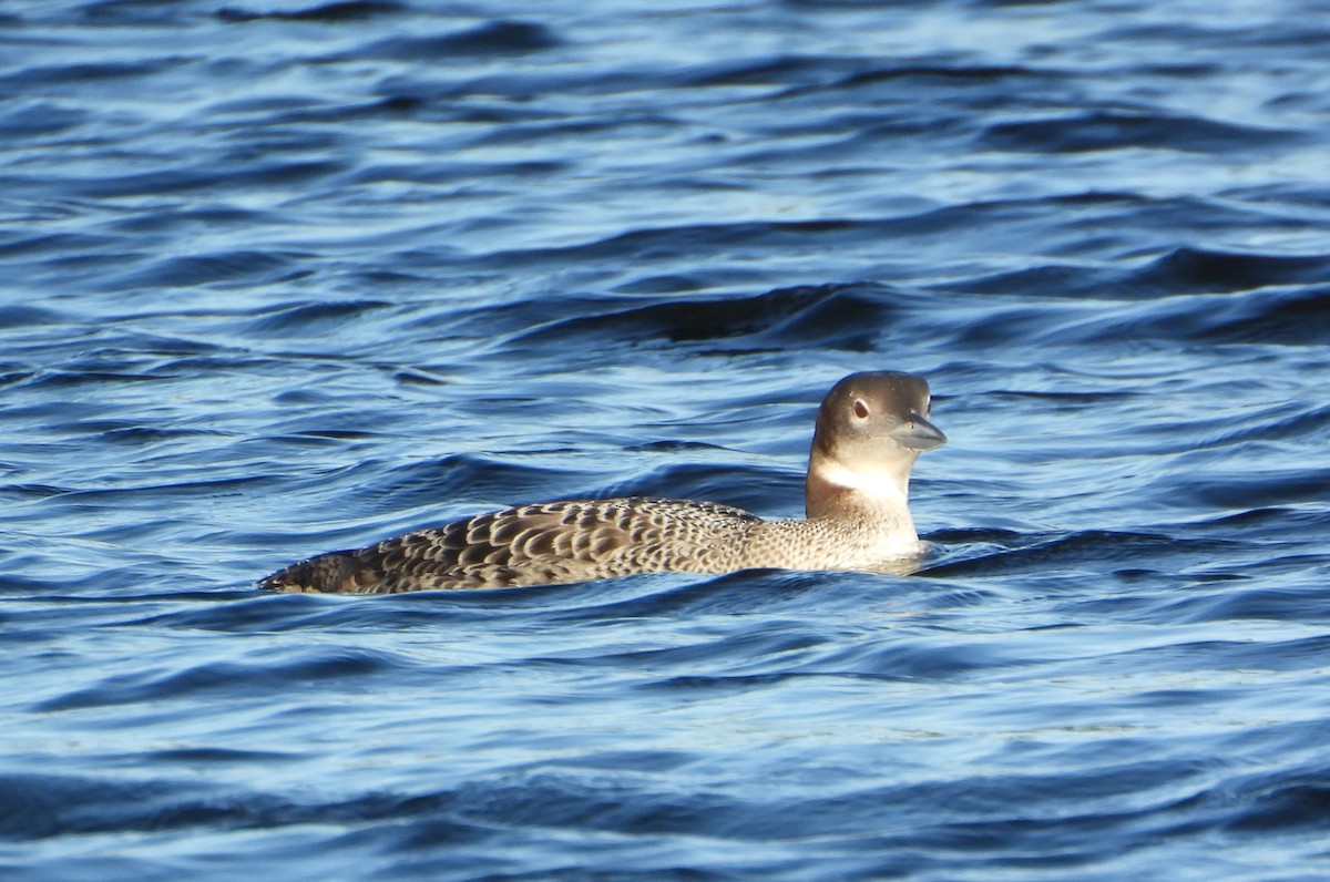 Common Loon - ML647056959