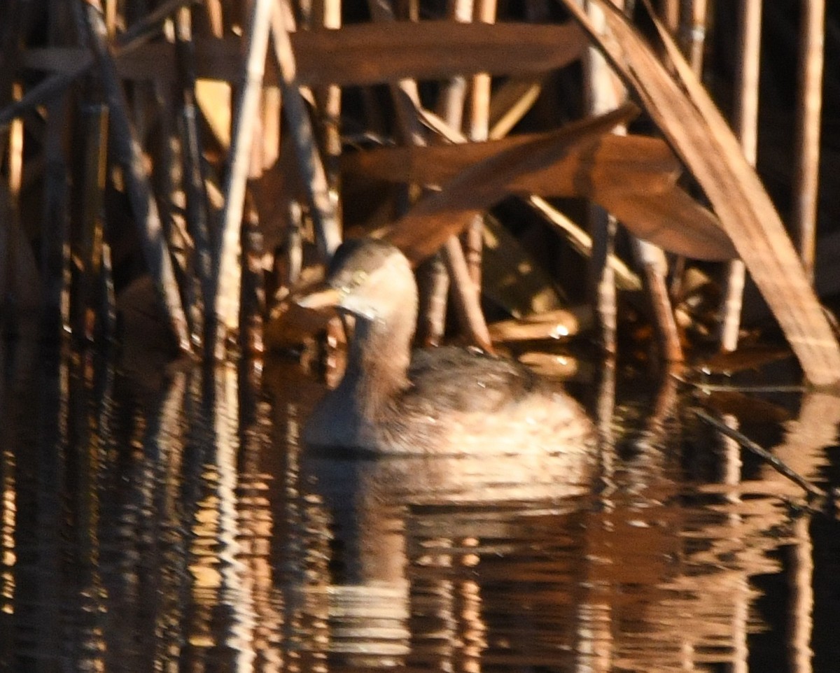 Пірникоза мала - ML647056962