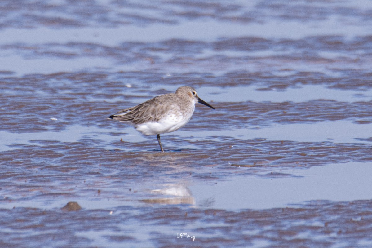 Побережник чорногрудий - ML647056966