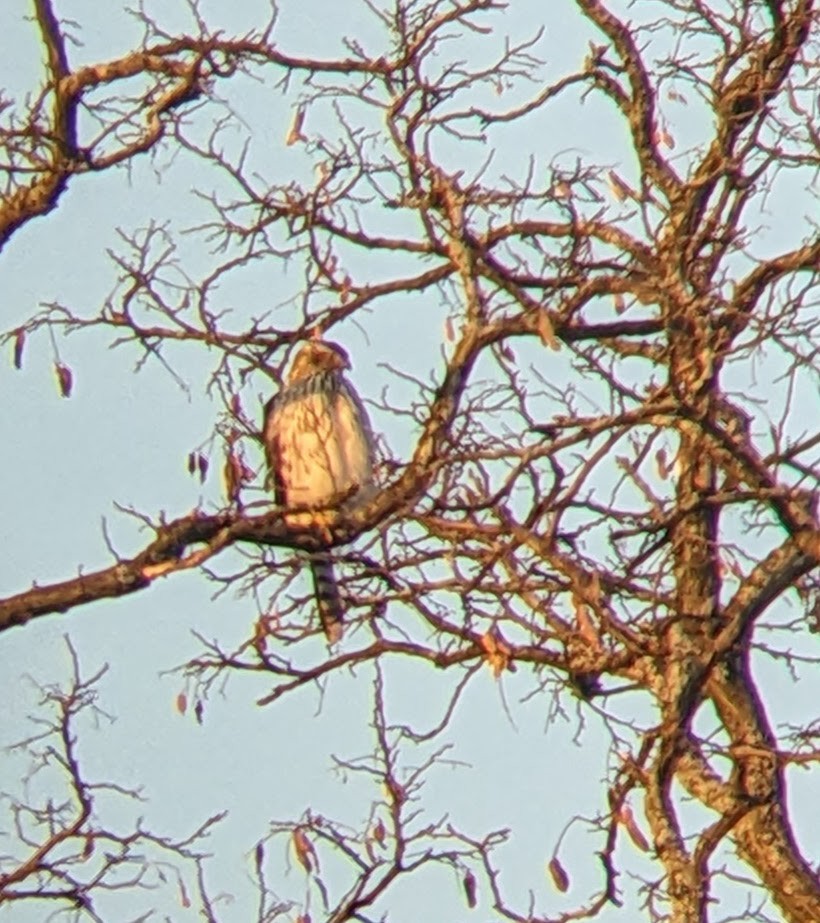 Cooper's Hawk - ML647056968