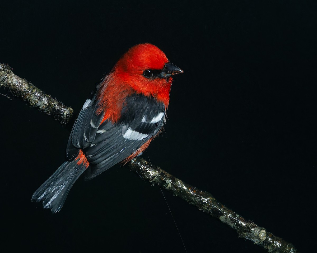 Ak Kanatlı Piranga - ML647056983