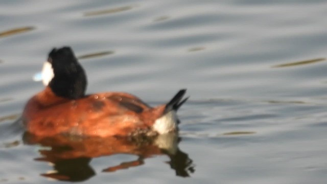 צחראש אדמוני - ML647057002