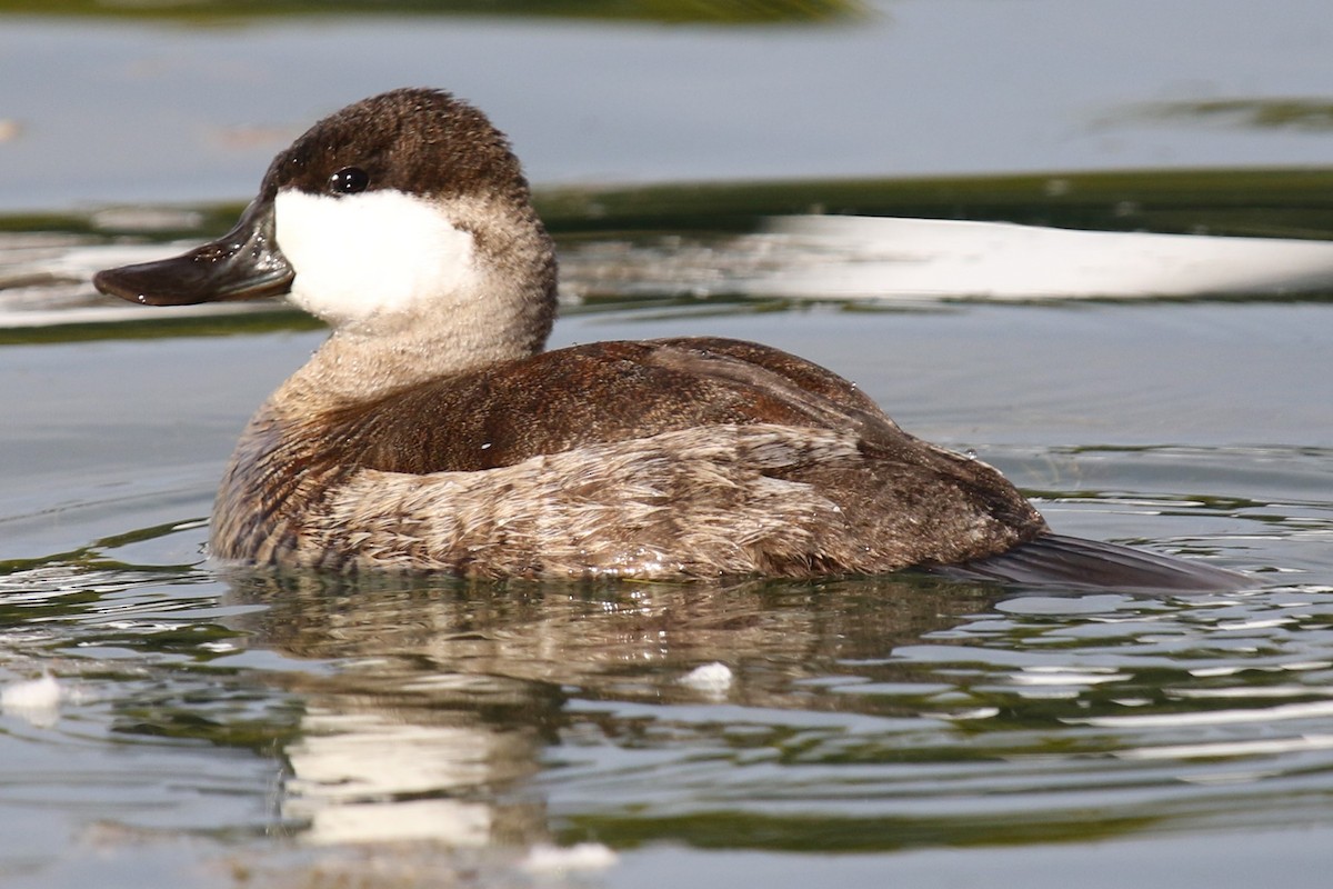 Gobbo della Giamaica - ML647057003