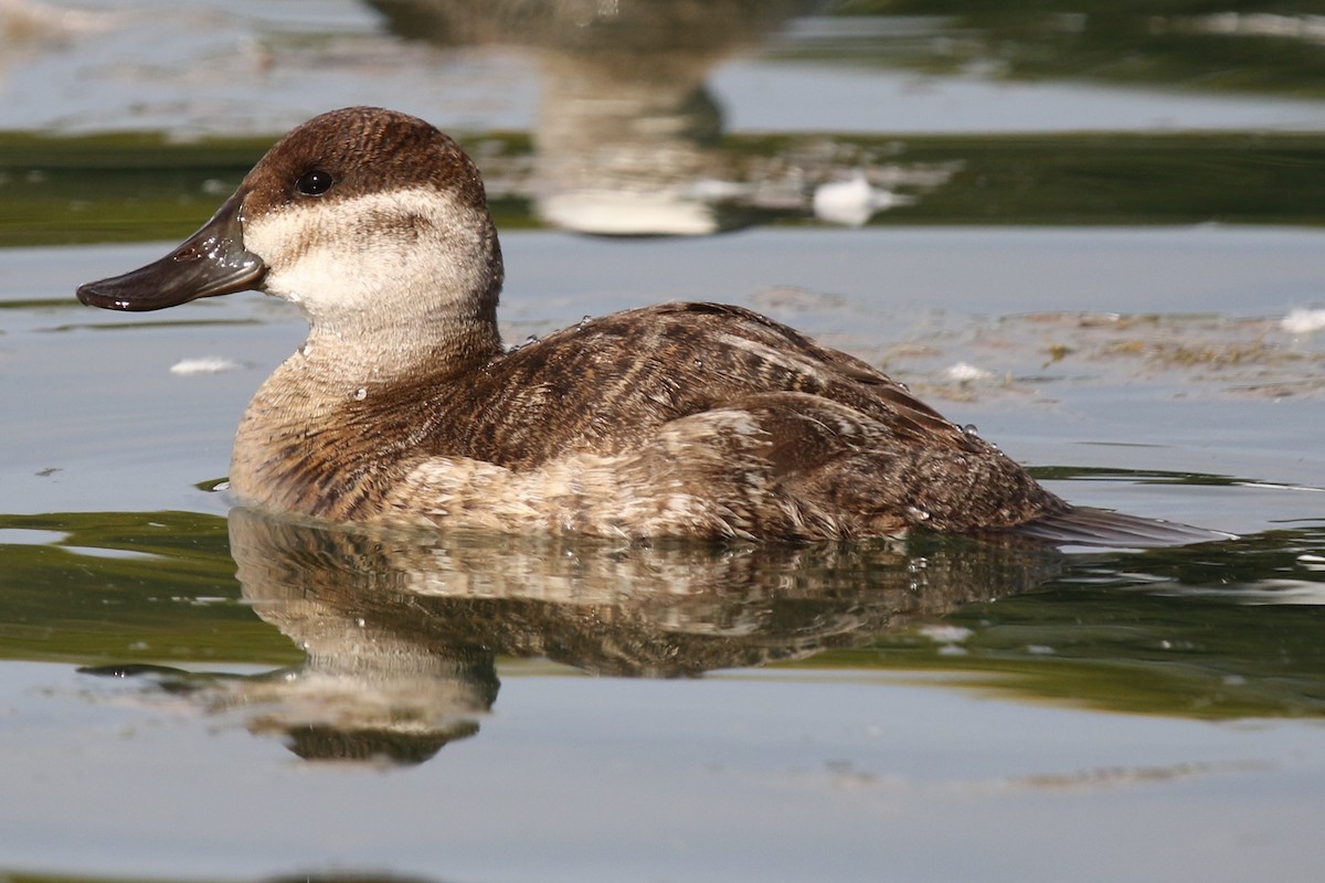 Gobbo della Giamaica - ML647057006