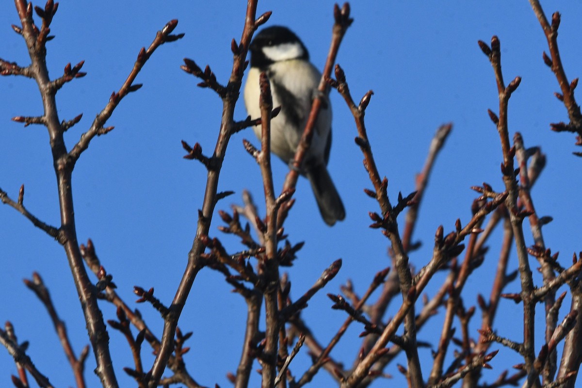 Asian Tit - ML647057010