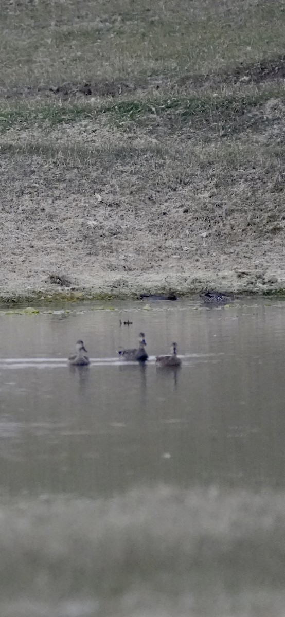 Нерозень - ML647057038