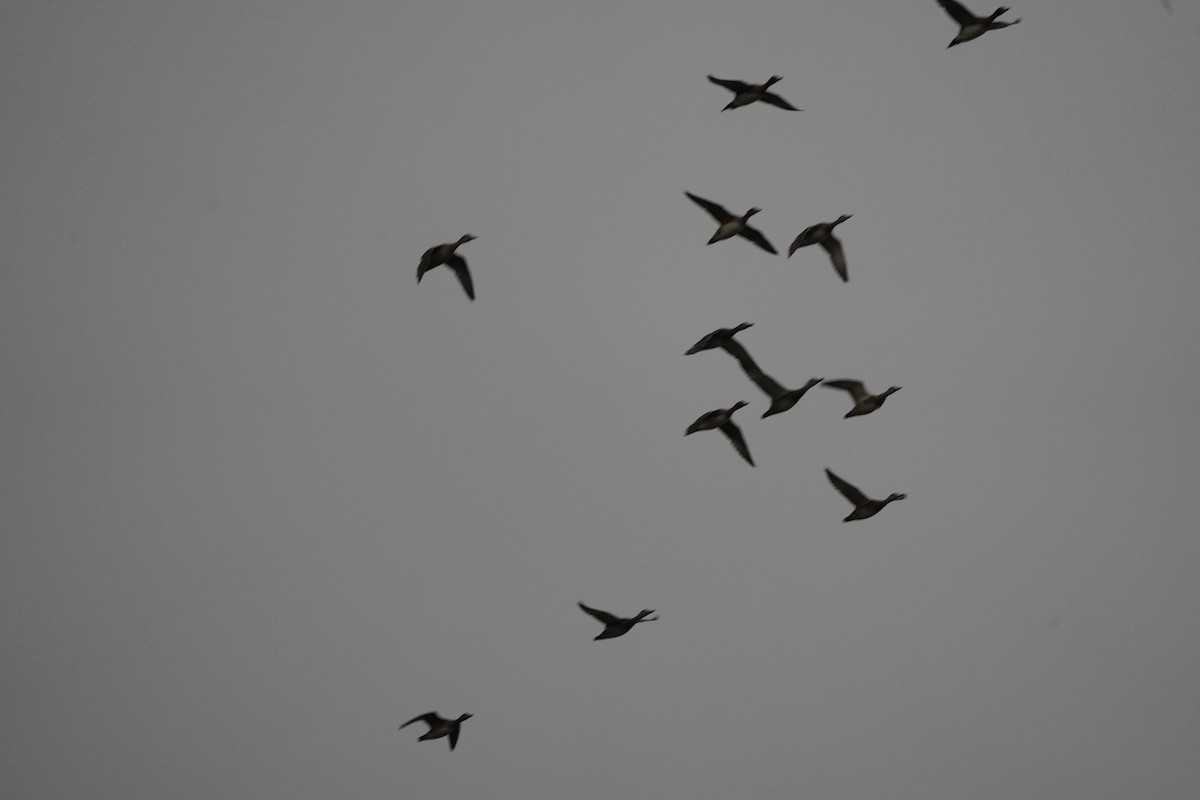 Нерозень - ML647057039