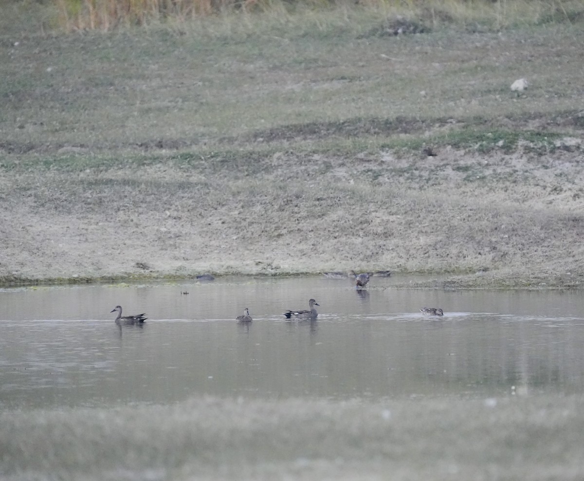 Нерозень - ML647057040