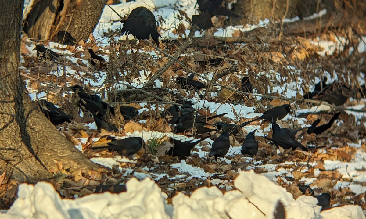 Purpurgrackel - ML647057051