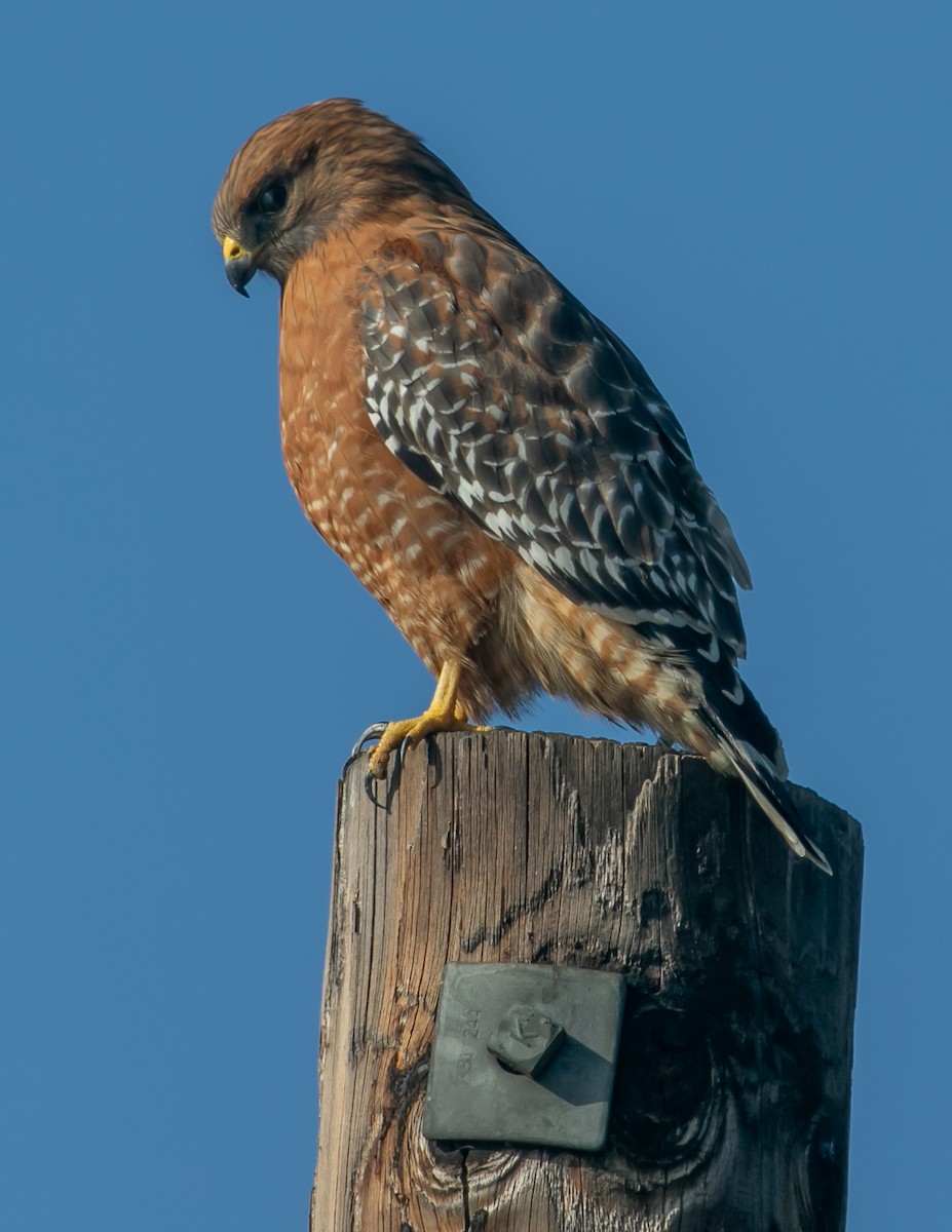 káně páskovaná - ML647057053