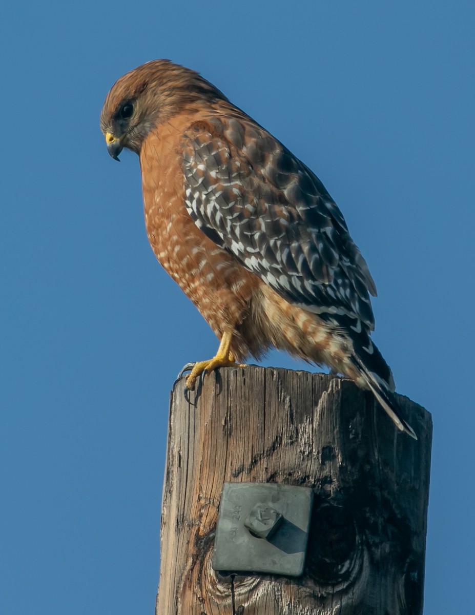 káně páskovaná - ML647057054