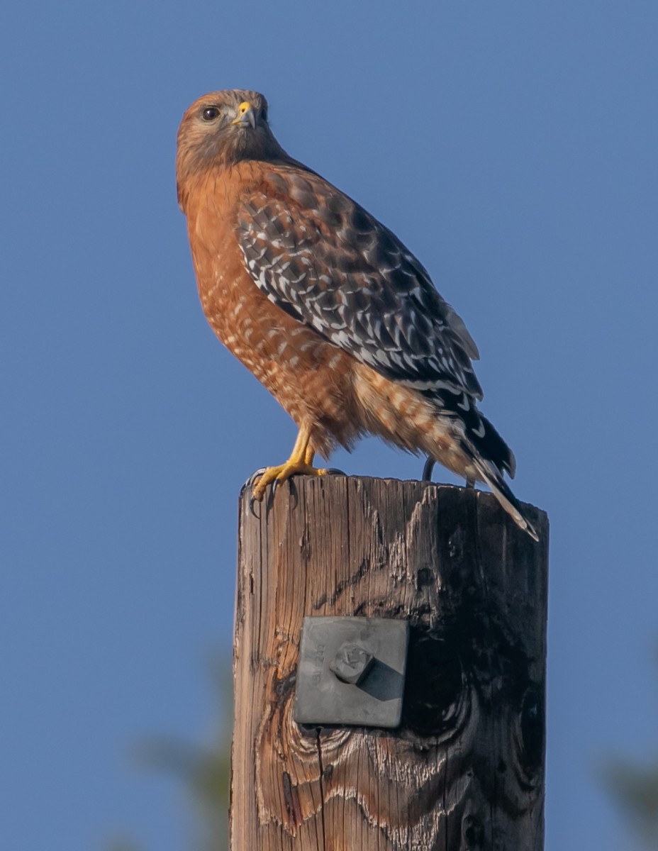 káně páskovaná - ML647057055