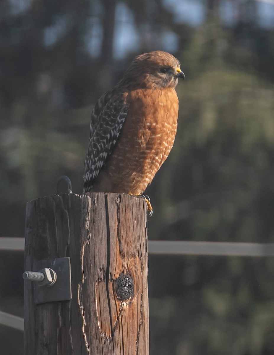 káně páskovaná - ML647057056