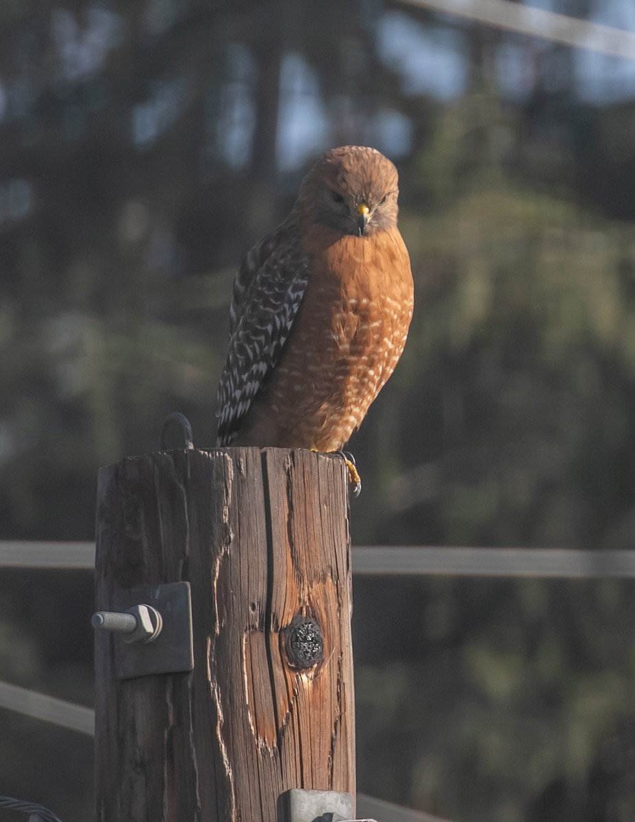 káně páskovaná - ML647057057