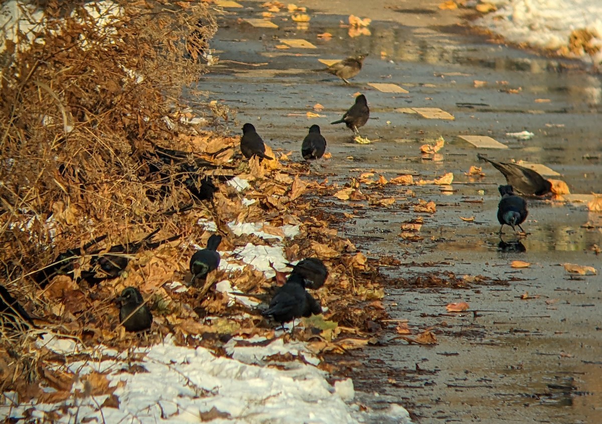 Purpurgrackel - ML647057059