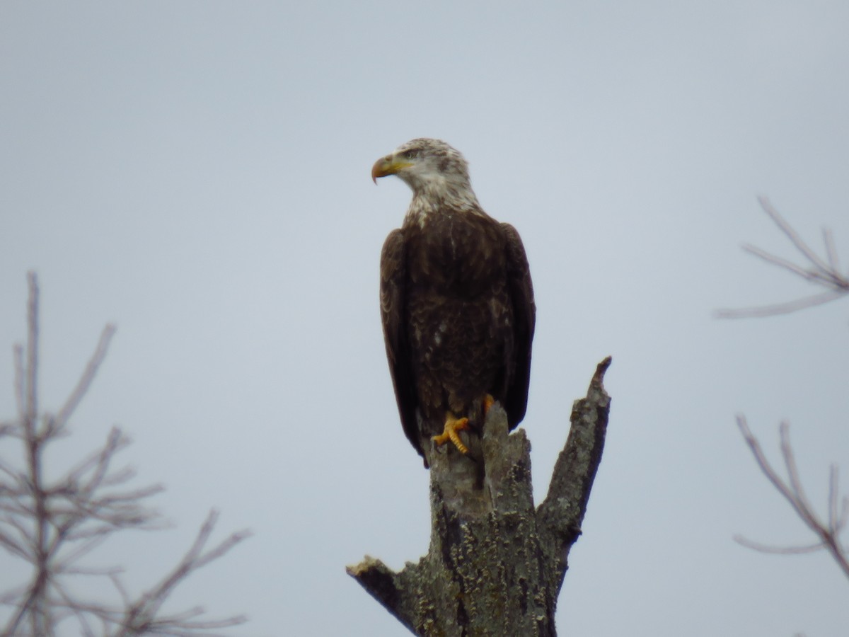 Белоголовый орлан - ML647057064