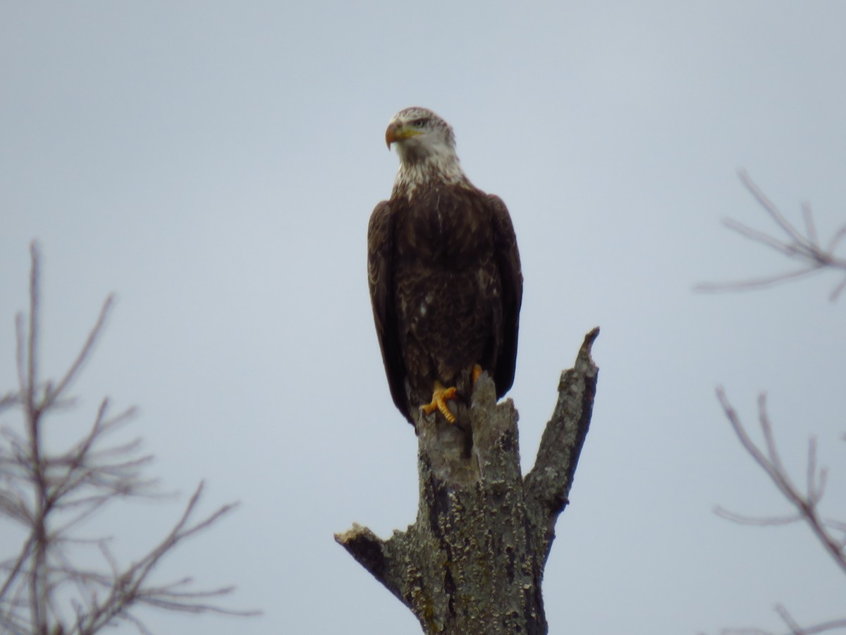 Белоголовый орлан - ML647057065