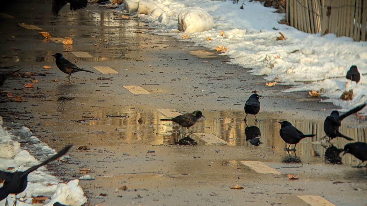 Purpurgrackel - ML647057066