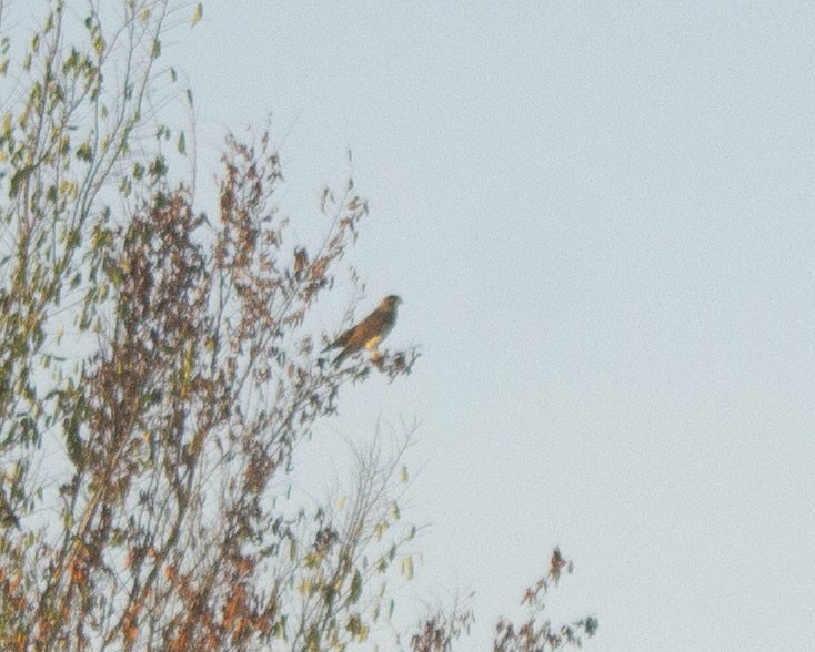 Свенсонов канюк - ML647057070