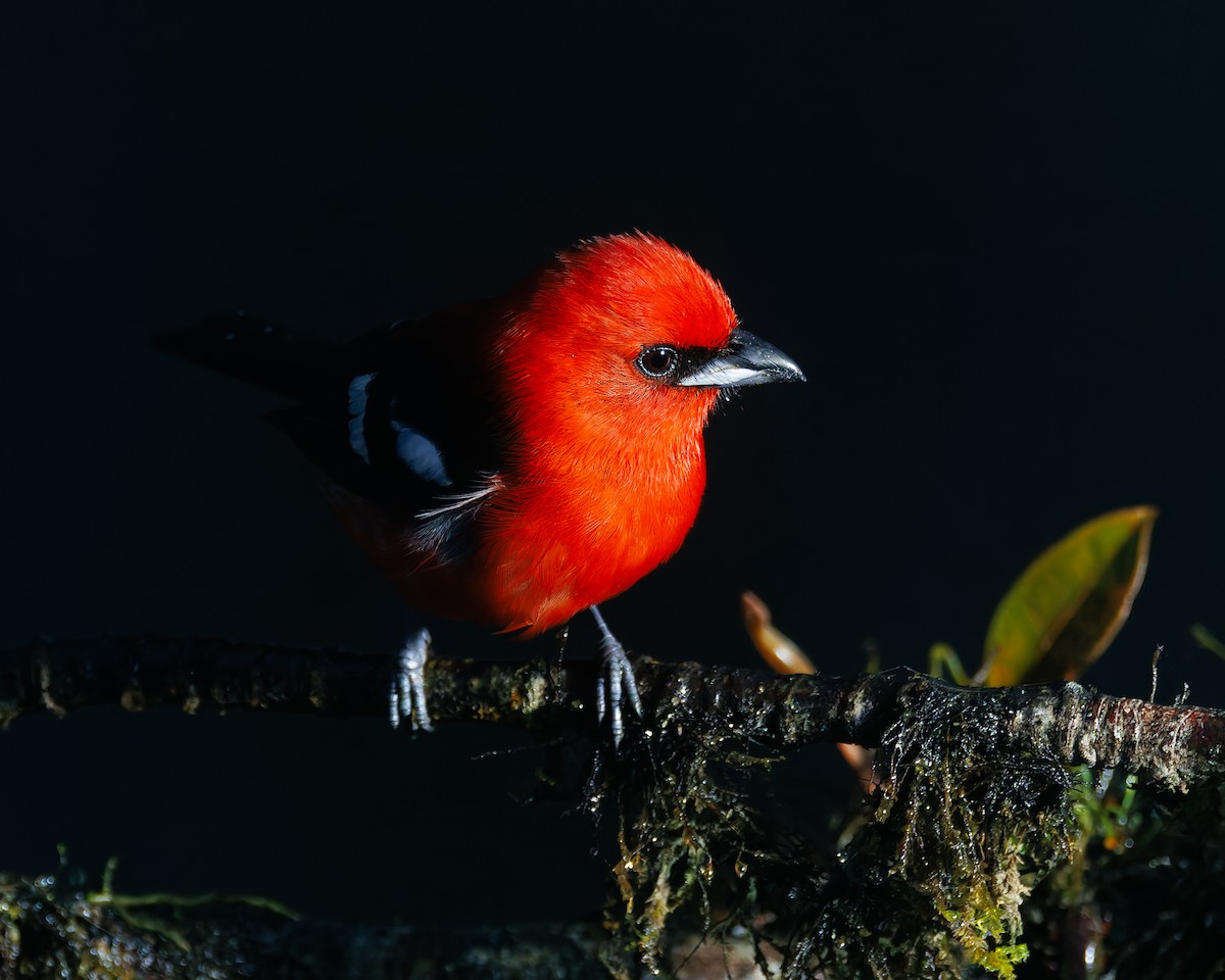 Ak Kanatlı Piranga - ML647057078