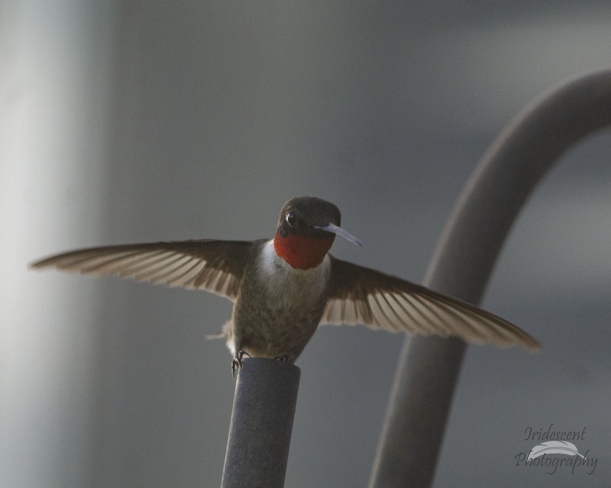 Colibri à gorge rubis - ML647057081