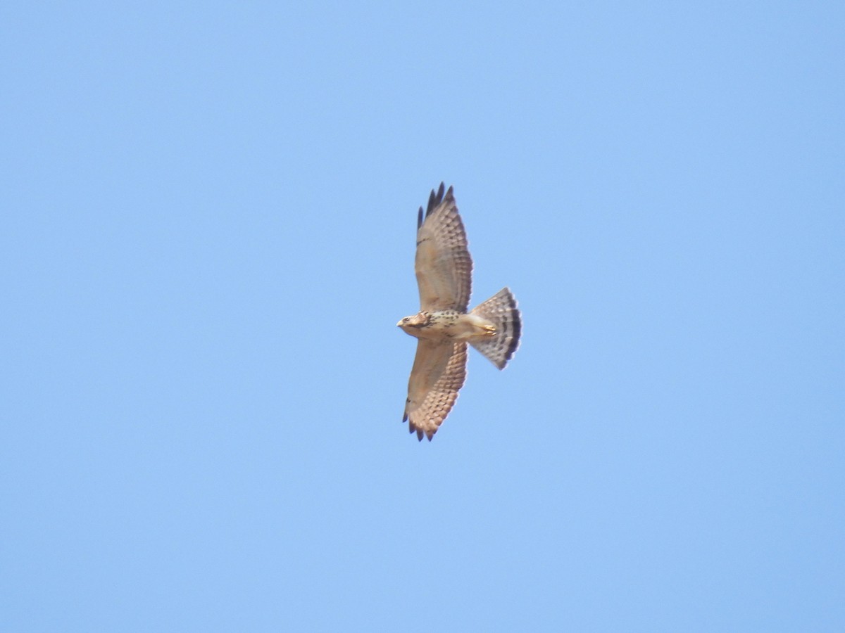Broad-winged Hawk - ML647057084