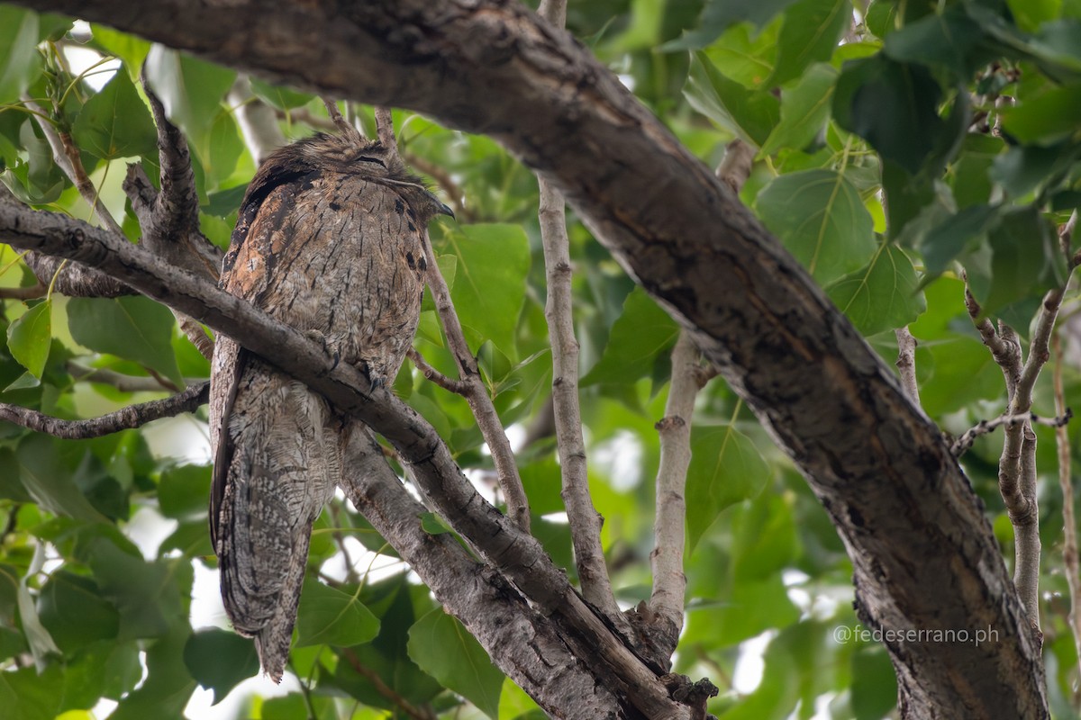 Common Potoo - ML647057090