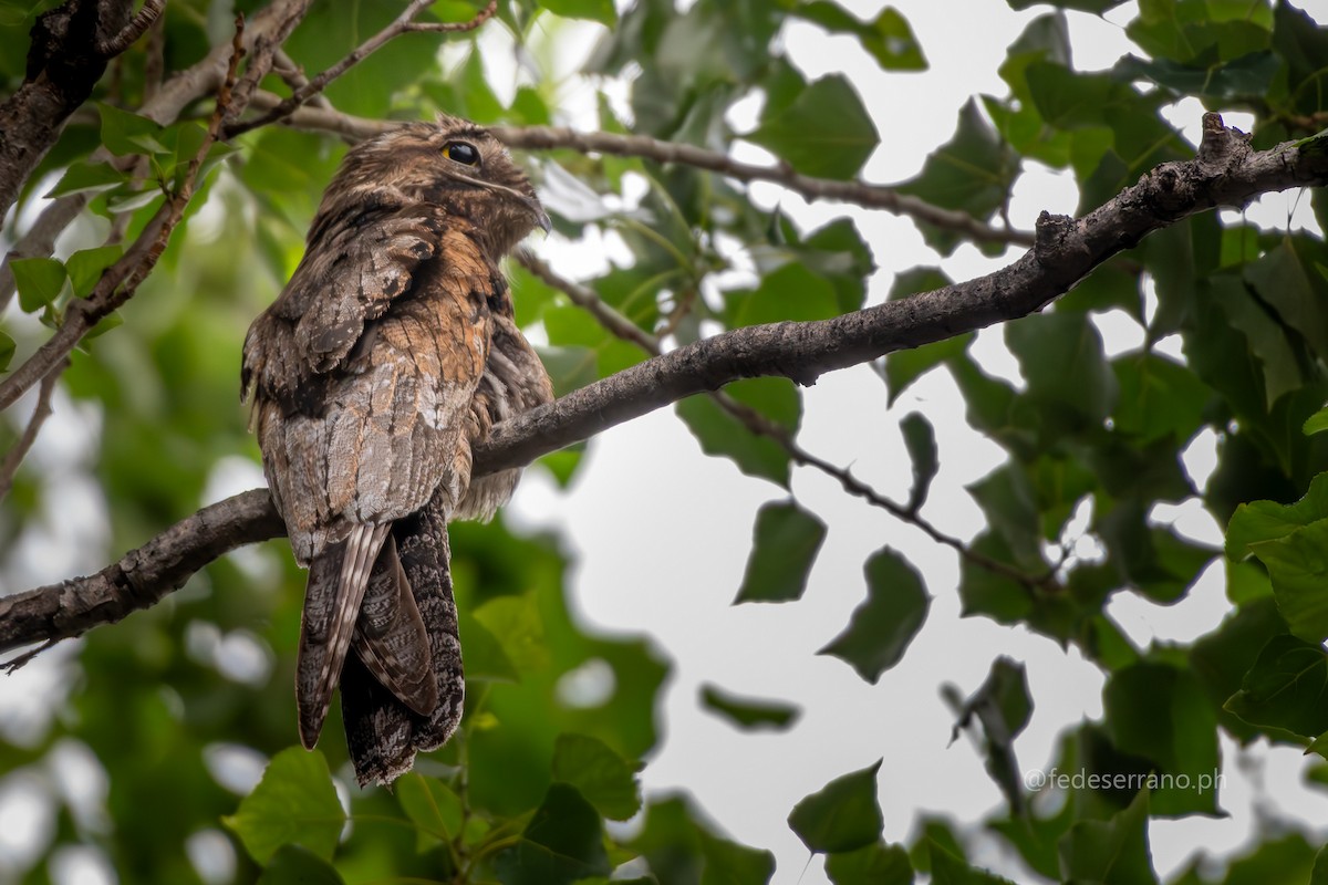 Common Potoo - ML647057091