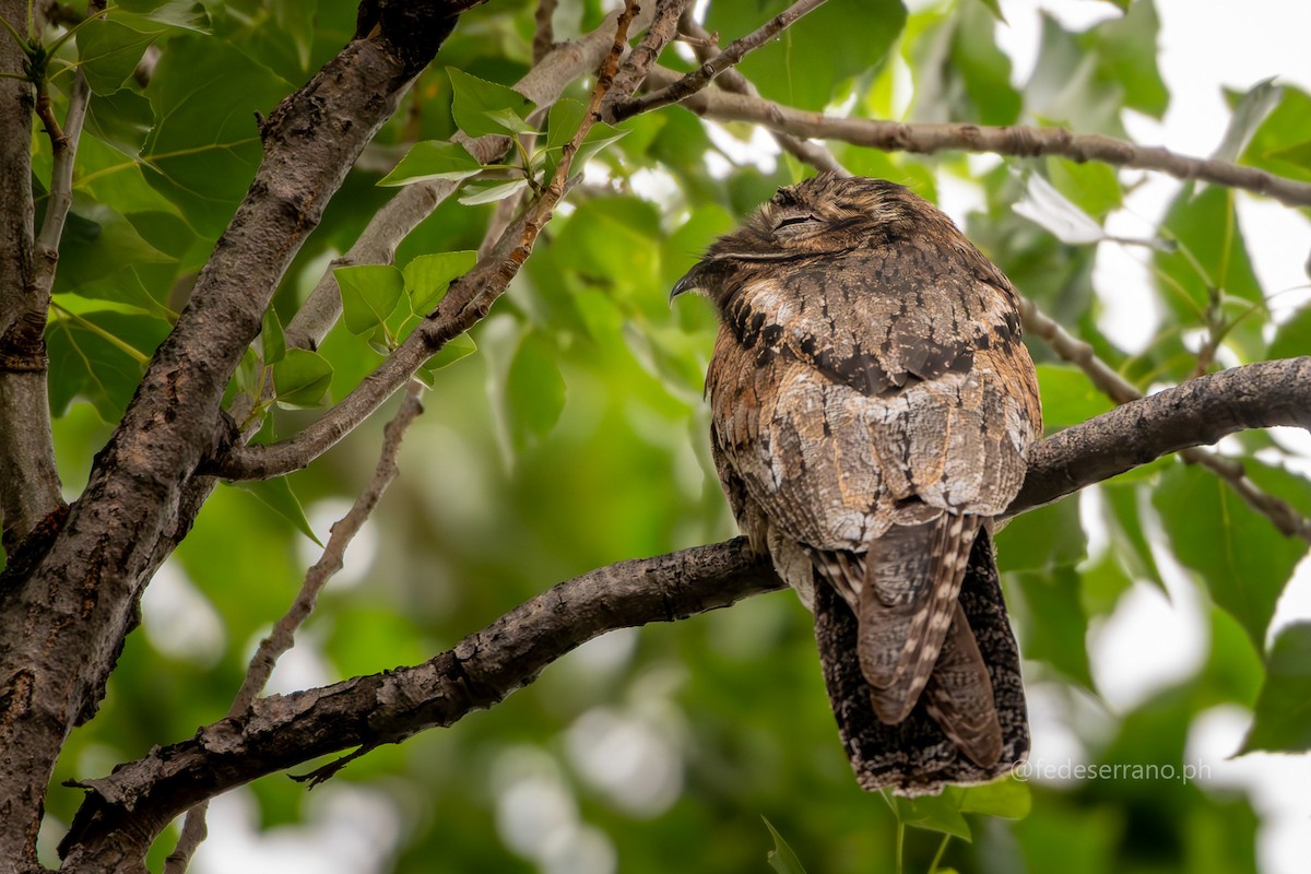 Common Potoo - ML647057092