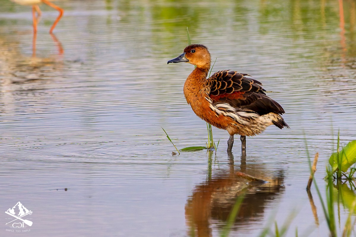 Dendrocygne à lunules - ML647057093